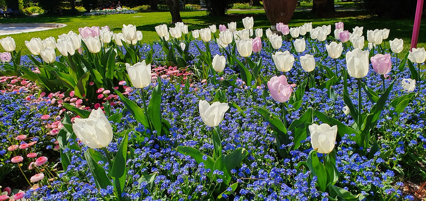 Tulpen im Volksgarten Glarus
