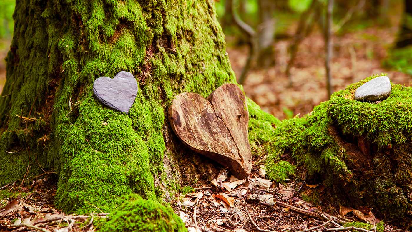 Moosbedeckter Baum im Wald mit Holzherzen zu Gedenken 